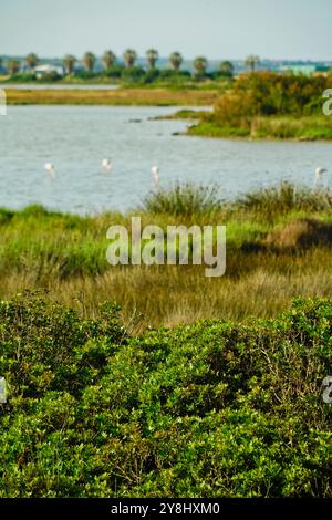 Der Teich Sale de Porcu auf der Halbinsel Sinis, der von einer großen Vielfalt an Vögeln einschließlich rosa Flamingos bevölkert wird. Provinz Oristano, Sardinien, Italien Stockfoto