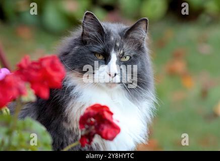 Ein Porträt einer wunderschönen norwegischen Waldkatze mit roten Blumen Stockfoto