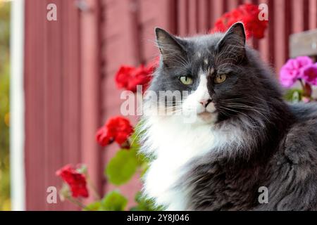 Ein Porträt einer wunderschönen norwegischen Waldkatze mit roten Blumen Stockfoto