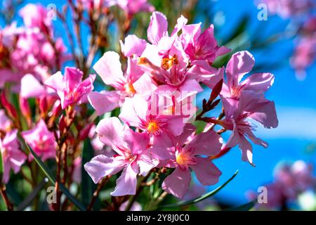 Oleanderblume in Italien im Sommer Stockfoto