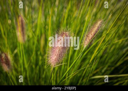 Riesiges, Flauschiges Pennisetum Red Head Fountain Grass Stockfoto