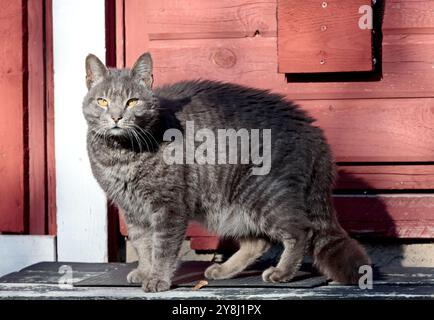 Niedliche Hauskatze, die vor der Haustür steht Stockfoto