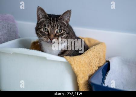 Eine Tabbykatze, die sich bequem in einem weichen Handtuch in einem Katzenkleckengehege aufhält und das Entspannungskonzept für Haustiere veranschaulicht Stockfoto