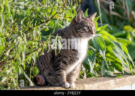 Katze im Freien in einem Garten, umgeben von üppigem Grün und Pflanzen unter Sonnenlicht, friedliches katzenförmiges Momentkonzept Stockfoto