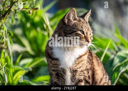 Entspannte Tabby-Katze ruht in üppigem Grün, genießen sonnendurchfluteten Garten, ruhige Szene mit friedlicher Katzenbeobachtung Natur draußen, Gelassenheit Konzept Stockfoto