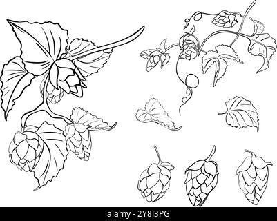 Satz Hopfenrebe, humulus, Blätter schwarz weiß lineare Vektor Illustration isoliert. Hopfenzapfen, Ast, Ranke monochrome Kontur handgezeichnet in Botanik Stock Vektor