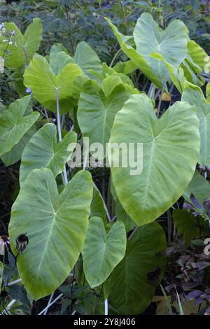 Kolocasia esculenta Royal Hawaiian „Maui Gold“ Elefantenohren. Stockfoto