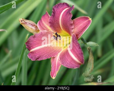 Hemerocallis Taglilie kleine Weinbecher Blume im Garten Stockfoto