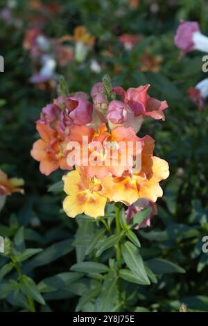 Antirrhinum majus 'Doubleshot Orange Bicolor' snapdragon Blüten wachsen in einem Garten. Stockfoto