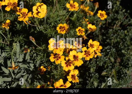 Tagetes patula 'Flamenco' französische Ringelblumen. Stockfoto