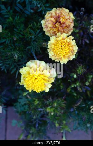 Tagetes patula „Strawberry Blonde“ französische Ringelblume. Stockfoto