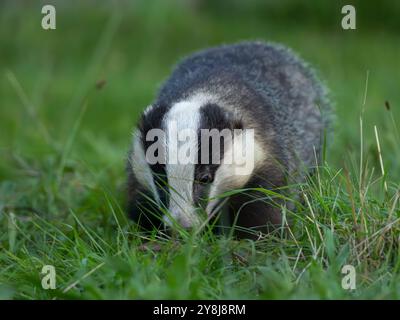 Wild Badger in Close Up [meles meles] in Bristol, Großbritannien Stockfoto