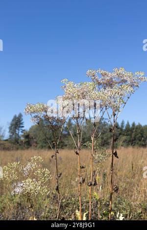 Arnoglossum atriplicifolium - blasser indischer Kochbananen-Wildblume im Herbst. Stockfoto