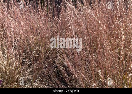 Schizachyrium Scoparium 'MinnBlueA' Blue Heaven Little bluestem Grass. Stockfoto