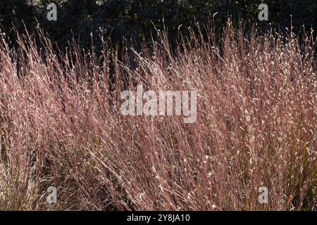 Schizachyrium Scoparium 'MinnBlueA' Blue Heaven Little bluestem Grass. Stockfoto