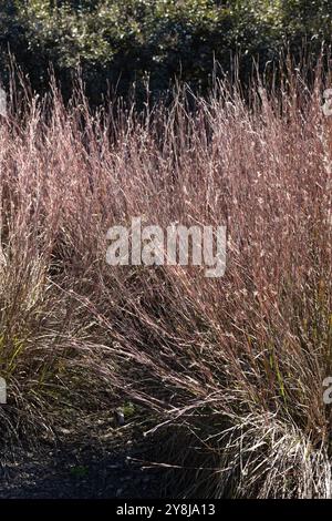 Schizachyrium Scoparium 'MinnBlueA' Blue Heaven Little bluestem Grass. Stockfoto