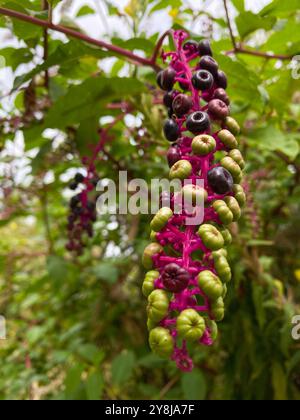 Nahaufnahme der farbenfrohen Pokeweed-Beeren auf einer Rebe. Hochwertige Fotos Stockfoto