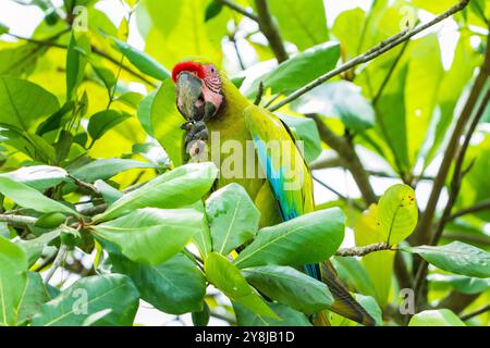 Großer grüner Ara (Ara ambiguus) von Costa Rica Stockfoto