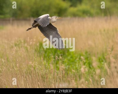 Graureiher fliegen über ein Feld [ ardea cinerea ] auf den Somerset Levels in Großbritannien Stockfoto