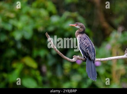 LANGSCHWANZ-KORMORAN (Phalacrocorax africanus), bekannt als Reed-Kormoran auf Virgin Island im Victoria-See Ugandas Stockfoto