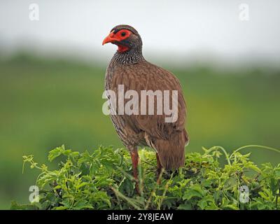 Rothalsiger Spurvögel, auch bekannt als Rothalsiger Francolin (Pternistis afer/Francolinus afer), der auf dem grünen Busch des Ruaha-Nationalparks, Tansania, Afrika, thront Stockfoto