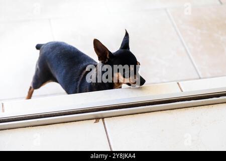 Pinscher Hund. Wunderschön und fügsam Stockfoto