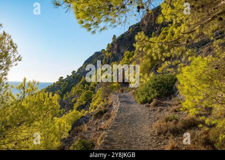 Wunderschöner Pinienwald-Pfad bei Sonnenuntergang in Kephalonia, Ionischen Inseln, Griechenland. Stockfoto
