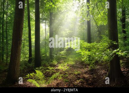 Waldwunderland mit Lichtstrahlen, die wunderschön durch Nebel und üppige Äste fallen. Eine ruhige, malerische Landschaft in frischem Grün Stockfoto