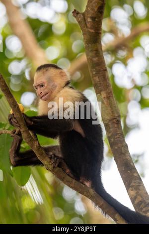Panamaischer Kapuzineraffen (Cebus-Imitator) in Costa Rica Stockfoto