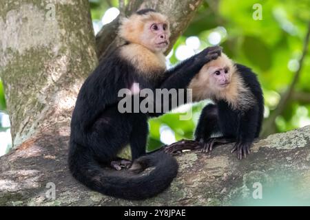 Panamaischer Kapuzineraffen (Cebus-Imitator) in Costa Rica Stockfoto