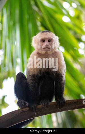 Panamaischer Kapuzineraffen (Cebus-Imitator) in Costa Rica Stockfoto