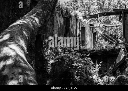 Eine alte, bewachsene Hausruine in der Nähe des Sees Encoro das Conchas im Süden Galiciens, Spanien Stockfoto