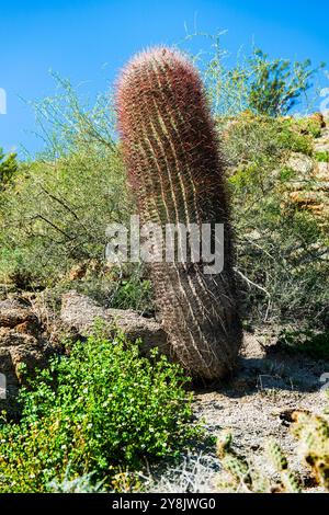 Tall Barrel Cactus am Art Smith Trail, Palm Desert, Kalifornien Stockfoto