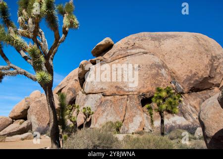 Cap Rock, Joshua Tree National Park, Palm Desert, Kalifornien. Cap Rock ist eine beliebte Felsformation im zentralen Teil des Joshua Tree National Park. Stockfoto