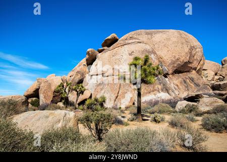 Cap Rock, Joshua Tree National Park, Palm Desert, Kalifornien. Cap Rock ist eine beliebte Felsformation im zentralen Teil des Joshua Tree National Park. Stockfoto