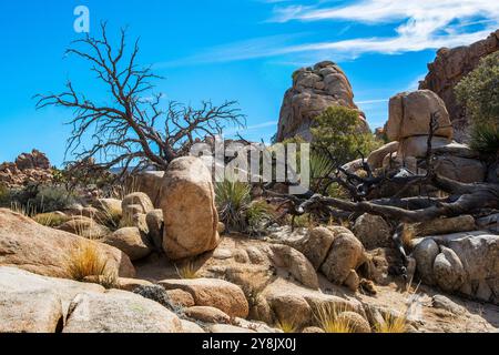 Hidden Valley Nature Trail, Joshua Tree National Park, Kalifornien. Es ist eine 1,5 km lange Rundwanderung durch das malerische Tal umgeben von großen Felsformationen. Stockfoto