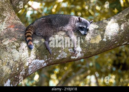 Krabbenfressender Waschbär von Costa Rica im Manuel Antonio Nationalpark Stockfoto