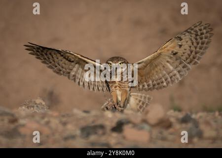 Eine ausleihende Eule kehrt mit einem Insektenmahl für die Küken in die Höhle zurück Stockfoto