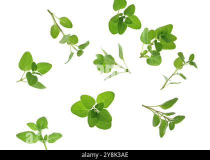 Frische Oregano-Zweige in der Luft auf weißem Hintergrund Stockfoto