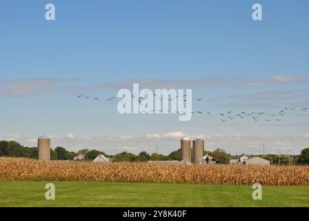 Große Gänseherde, die über eine Maisfarm mit Silos im Hintergrund in Homer Glen, Illinois, fliegen Stockfoto