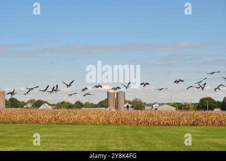 Eine Schar Gänse, die auf einem Maisfeld mit Silos im Hintergrund in Homer Glen, Illinois, fliegen Stockfoto