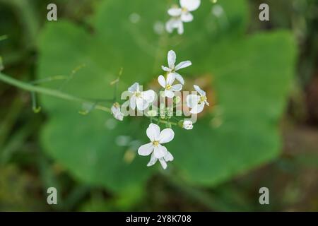 Nahaufnahme von arabidopsis thaliana-Blüten, Thale-Kresse weißen Blüten, Brassicaceae, Maus-Ohrkresse Stockfoto