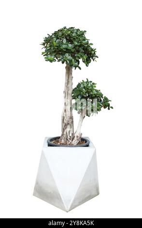 Banyan-Baum im Zementtopf isoliert auf weißem Hintergrund Stockfoto