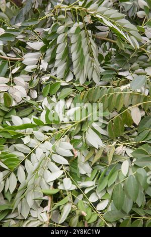 Kakawate- oder Schnellkastenblätter im Garten zum Mulchen oder Kompostieren, hochgeschätztes Material für den ökologischen Landbau, selektiver Fokus Stockfoto