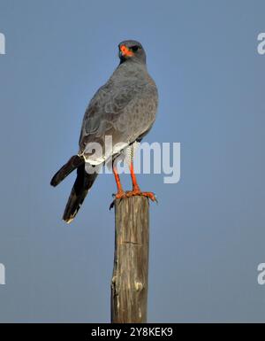 Südländischer blasssingender Goschawk, der auf einem Stab sitzt und auf der Knersvlakte in Namaqualand, Südafrika nach Beute sucht Stockfoto