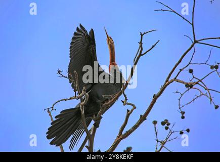 Ein afrikanischer Darter (Anhinga rufa) trocknet seine Flügel in einem Baum an einem Damm in Vierlanden, Durbanville, Südafrika. Stockfoto