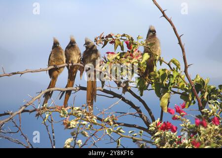 Vier Mousebirds (Coliidae), die auf einem Zweig einer Bougainvillea (Nyctaginaceae) sitzen. Stockfoto
