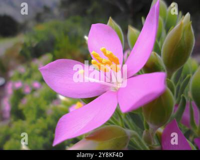 Blühende rosa Seerose (Orphium frutescens) im Harold National Botanic Gardens, Betty's Bay an der Südwestküste. Stockfoto