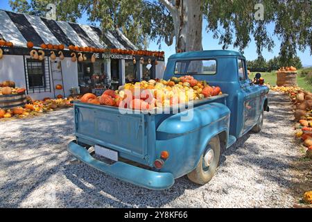 Kürbisse (Cucurbita) werden in einem Bauernstand in der Nähe von Worcester im Westkap (Südafrika) ausgestellt. Stockfoto