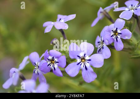 Blühende blaue Violas (Violaceae), die wild auf der Kersvlakte in Namaqualand wachsen. Stockfoto